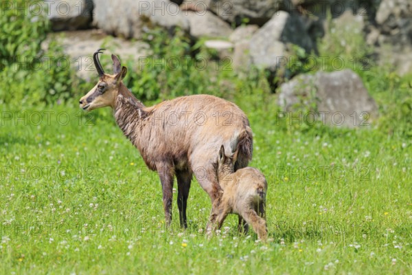 An adult female chamois (Rupicapra rupicapra) suckles her young on a sunny day in a green meadow.. Tyrol, Austria