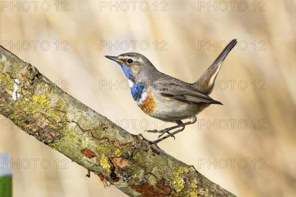 Bluethroat (Luscinia svecica cyanecula) ml Germany