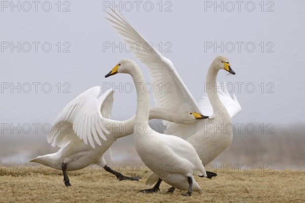 Whooper Swan (Cygnus cygnus) mating, Lower Saxony, Germany