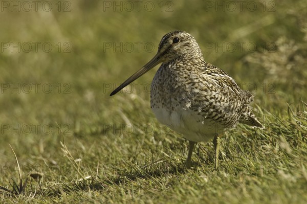 South American Snipe (Gallinago paraguaiae magellanica), Falkland Islands