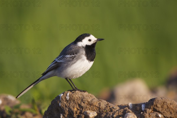 White Wagtail (Motacilla alba), North Rhine-Westphalia, Germany