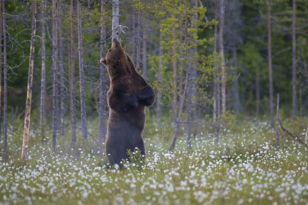 Eurasian Brown Bear (Ursus arctos) standing at tree trunk and rubbing its back, Finland