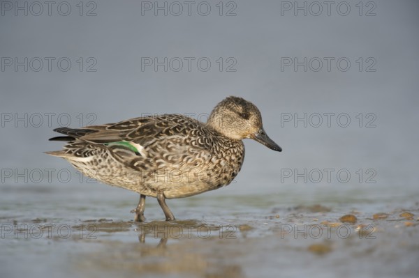 Eurasian Teal (Anas crecca) female, Schleswig-Holstein, Germany