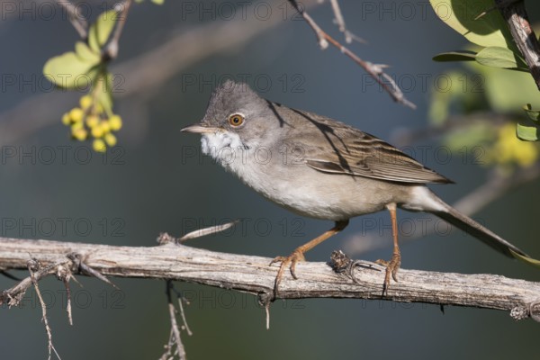 Common Whitethroat - Dorngrasmücke - Sylvia communis ssp. rubicola, Kyrgyzstan, adult male