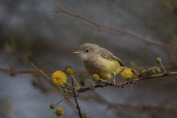 Yellow-breasted Apalis (Apalis flavida) perched on a twig, Senegal