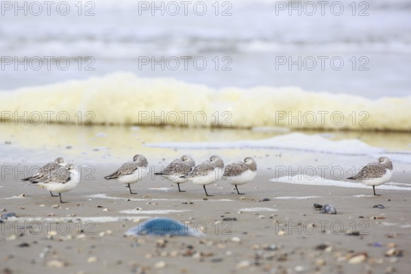 Sanderling (Calidris alba) group roosting at shoreline, Texel, Netherlands