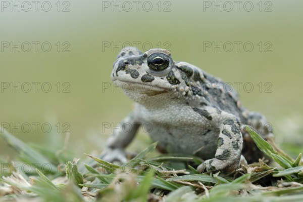 European Green Toad (Bufo viridis) sitting in gras, North Rhine-Westphalia, Germany