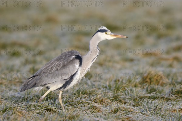 Grey Heron (Ardea cinerea) foraging, Netherlands