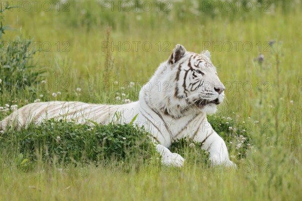 White Bengal tiger (Panthera tigris tigris) lying in a meadow, captive
