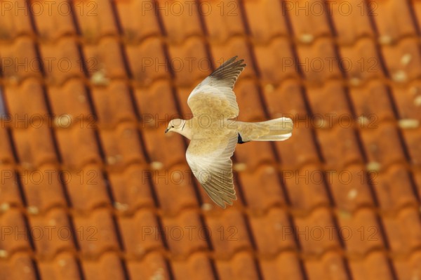 Pigeon flying in front of a tiled roof, Eurasian collared dove (Streptopelia decaocto), wildlife, Germany
