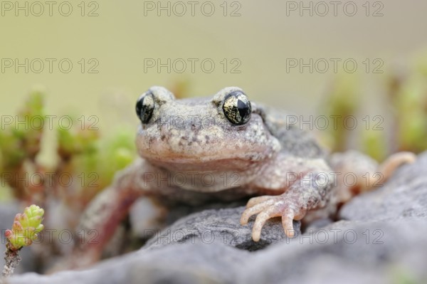 Where the stonecrop grows... Midwife toad (Alytes obstetricans) in a quarry, rare, highly endangered toad species, native fauna, wildlife, North Rhine-Westphalia, Germany