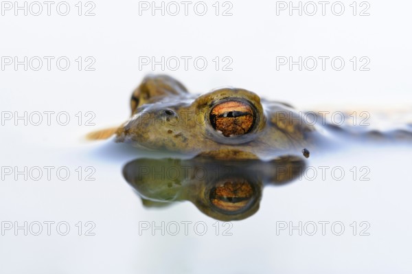 Toad eyes... Common toad (Bufo bufo), male toad waiting in spawning waters for a female ready to mate, looking out, floating in the water, native amphibians, amphibians, toads, native nature, wildlife, North Rhine-Westphalia, Germany