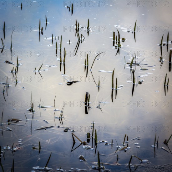 In the Natural Regional Park of Livradois Forez, frozen lake flora emerges subtly from icy waters, creating a tranquil winter atmosphere rich with nature's delicate details. Puy de Dome. Auvergne Rhone Alpes. France