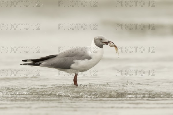 Grey-headed Gull (Chroicocephalus cirrocephalus), Gambia