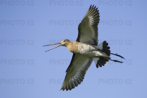 Black-tailed Godwit (Limosa limosa) calling in flight, Texel, Netherlands