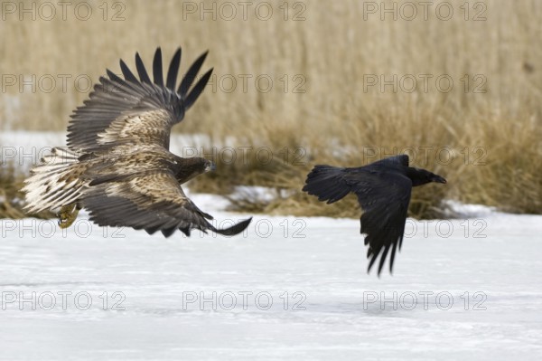 White-tailed Eagle (Haliaeetus albicilla) juvenile, Mecklenburg-Western Pomerania, Germany