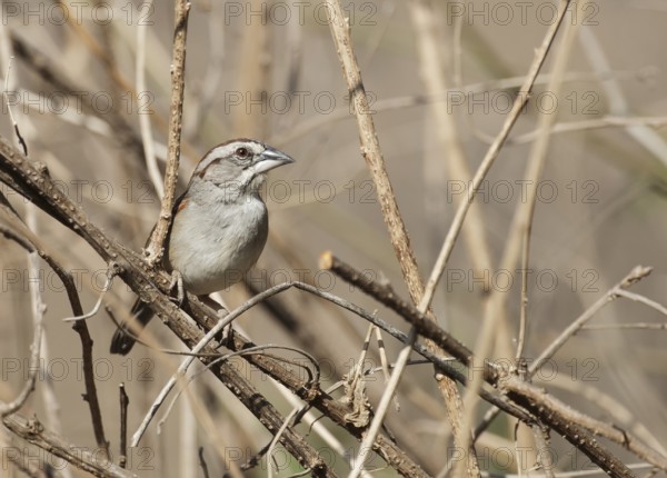 Tumbes Sparrow (Rhynchospiza stolzmanni), Lambayeque, Peru