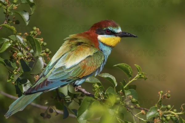 European Bee-eater (Merops apiaster), Saxony, Germany