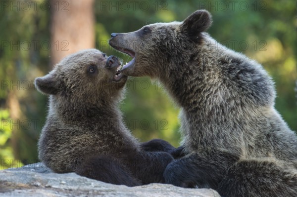 Eurasian Brown Bear (Ursus arctos) two fighting in forest, Finland