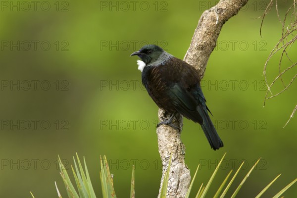 Tui (Prosthemadera novaeseelandiae), Stewart Island, New Zealand