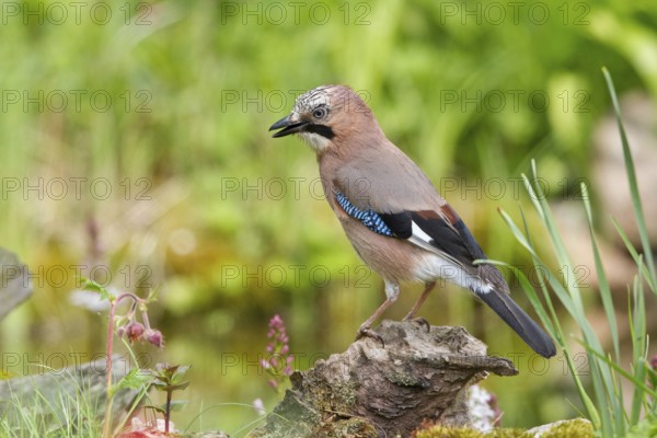 Eurasian Jay (Garrulus glandarius) perched on root, Mecklenburg-Western Pomerania, Germany