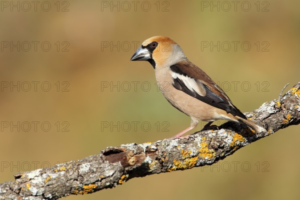 Hawfinch (Coccothraustes coccothraustes) male, Andalusia, Spain
