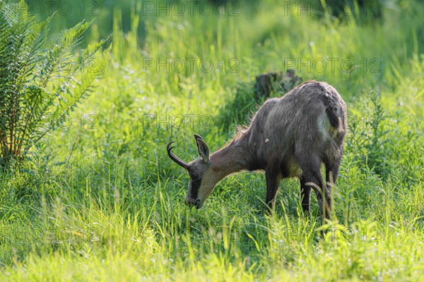 An adult chamois (Rupicapra rupicapra) stands in the tall grass of a green meadow on a sunny day.. Tyrol, Austria