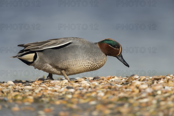 Eurasian Teal (Anas crecca) male, Schleswig-Holstein, Germany