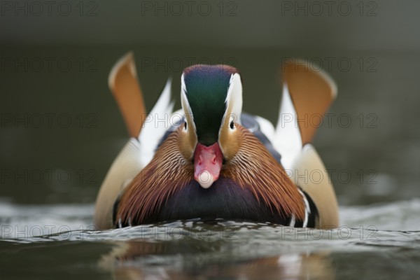 Mandarin Duck (Aix galericulata) male, North Rhine-Westphalia, Germany