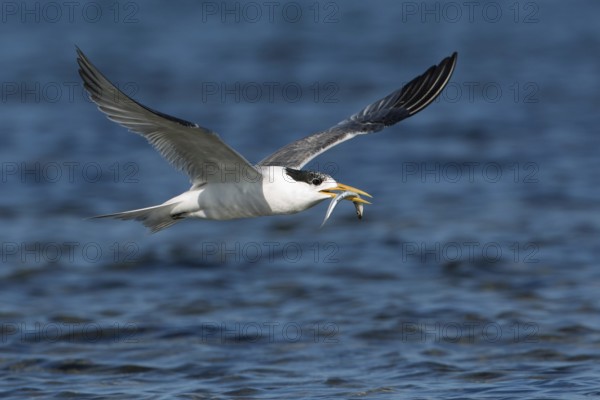 Greater Crested Tern (Thalasseus bergii) flying with fish in beak, Victoria, Australia