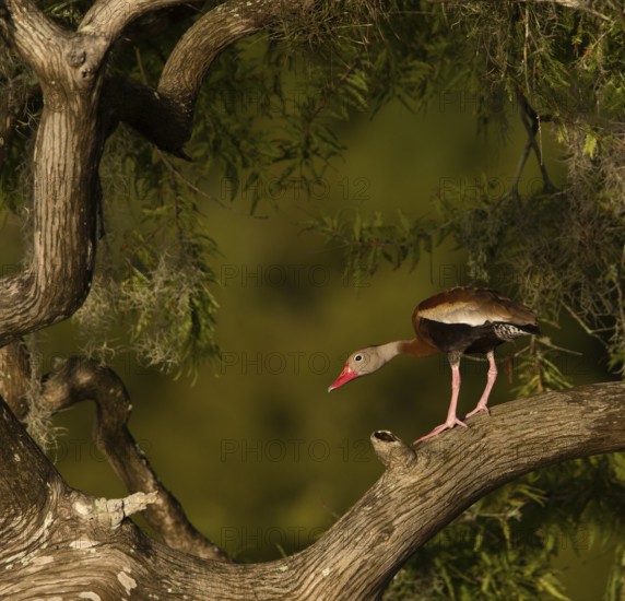 Black-bellied Whistling Duck (Dendrocygna autumnalis), Florida, USA