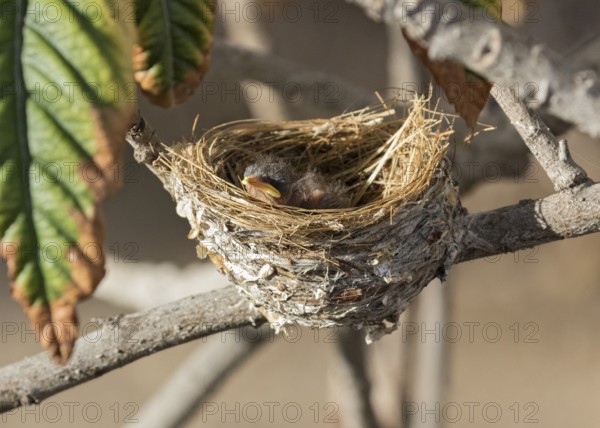 African Paradise Flycatcher (Terpsiphone viridis) chick in nest, Namibia