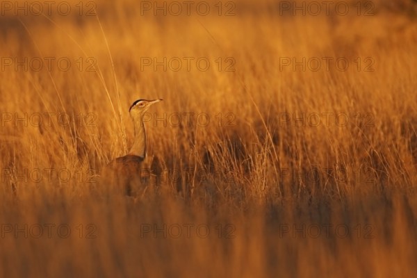 Australian Bustard (Ardeotis australis), Queensland, Australia