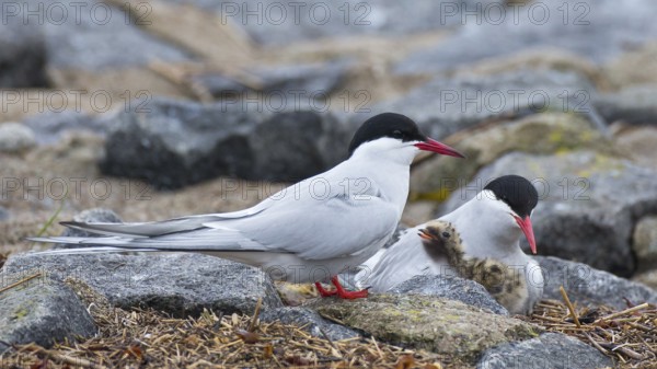 Arctic Tern (Sterna paradisaea) pair with chick, Schleswig-Holstein, Germany