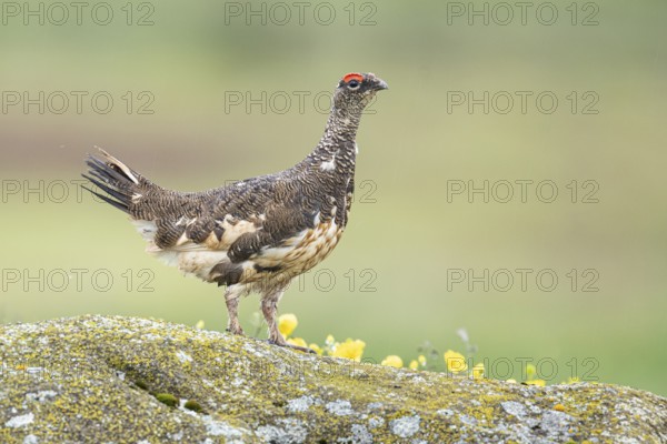 Rock Ptarmigan (Lagopus muta) male perched on a stone, Iceland