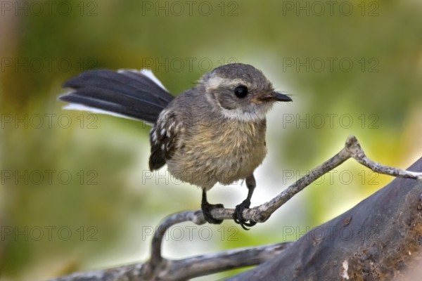 Mangrove Fantail (Rhipidura phasiana), Western Australia, Australia