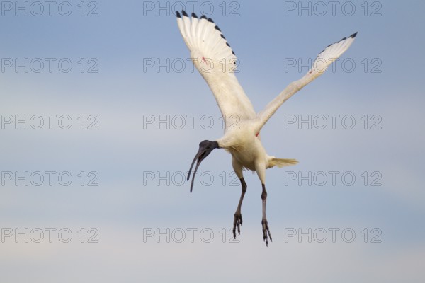 Australian White Ibis (Threskiornis molucca) flying, Victoria, Australia