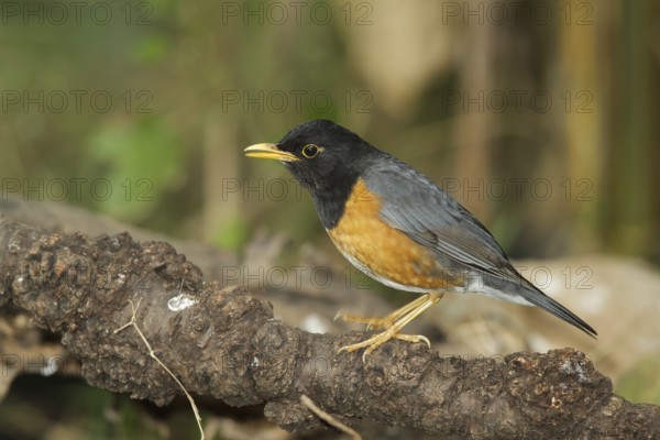 Black-breasted Thrush (Turdus dissimilis) male, Doi Ang Khang, Thailand