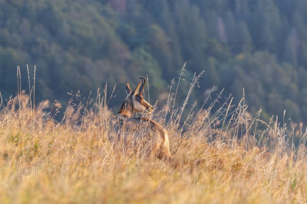 Chamois (Rupicapra rupicapra) on a meadow in the Vosges Mountains, wildlife, France