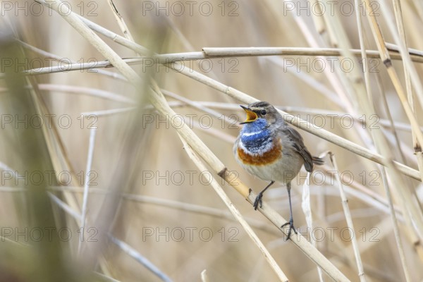 Bluethroat (Luscinia svecica cyanecula) ml Germany