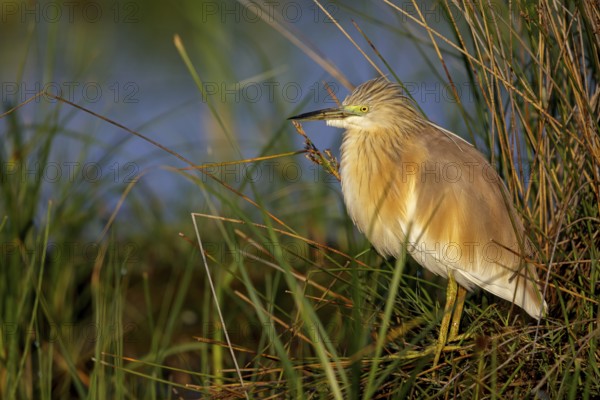 Squacco Heron, Ardeola ralloides, Crabier chevelu, Héron crabier, Garcilla Cangrejera