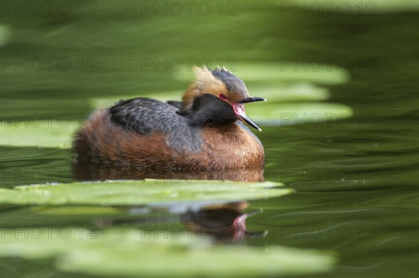 Ohrentaucher (Podiceps auritus) Slavonian Grebe
