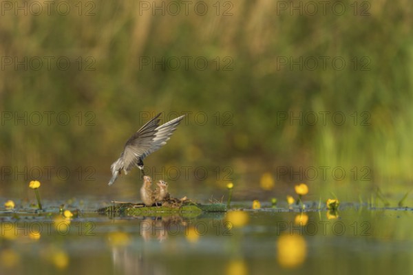 Black Tern (Chlidonias niger) feeding of juvenile, Netherlands