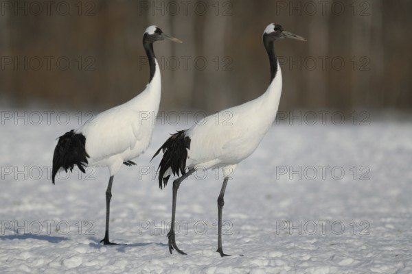 Red-crowned Crane (Grus japonensis), Hokkaido, Japan