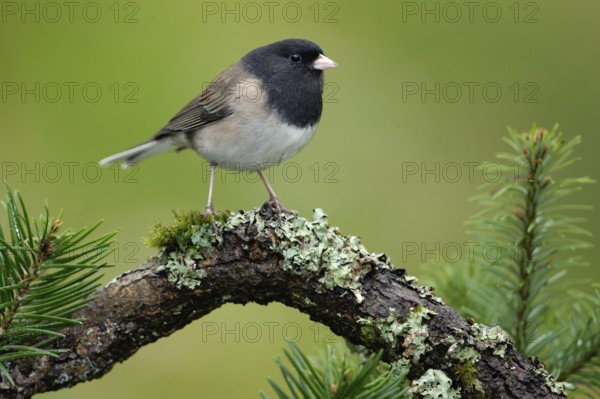 Oregon Junco (Junco hyemalis oreganus), British Columbia, Canada
