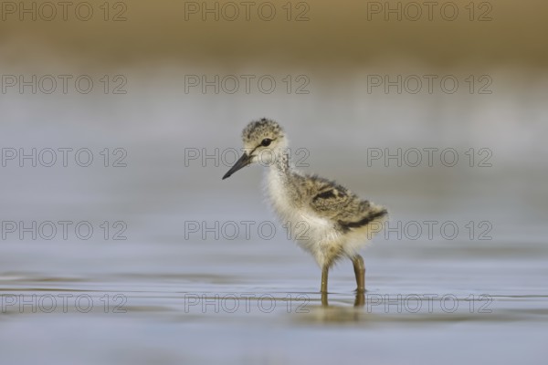 Black-winged Stilt (Himantopus himantopus) chick foraging, North Rhine-Westphalia, Germany