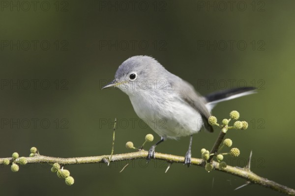 Blue-grey Gnatcatcher (Polioptila caerulea), Texas, USA