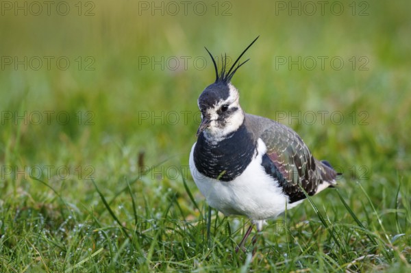 Northern Lapwing (Vanellus vanellus), Texel, Netherlands