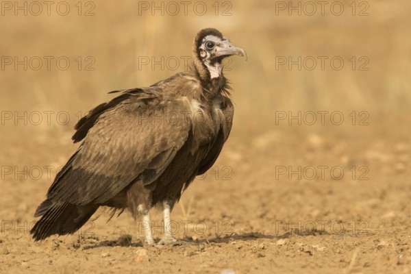 Hooded Vulture (Necrosyrtes monachus) juvenile, Gambia