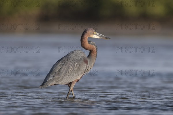 Goliath Heron (Ardea goliath), Senegal